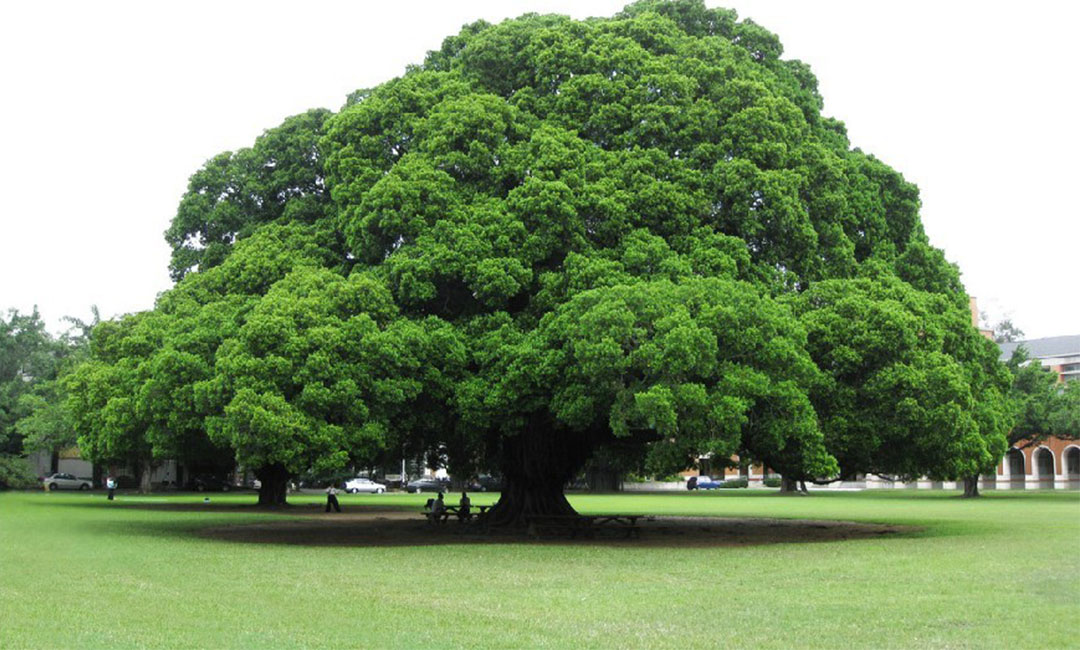 清远金榕树服务号代运营案例